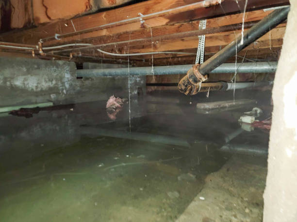 Best Professional water damage repair  in Topton, PA
