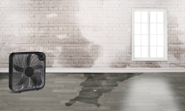 Best Mold removal after water damage  in Topton, PA
